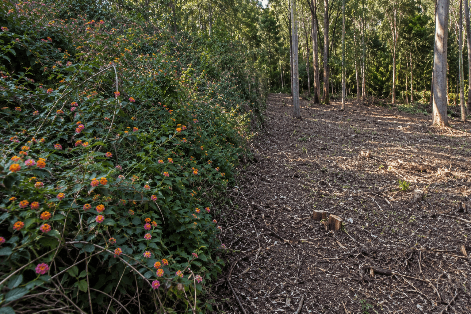 Vegetation Management